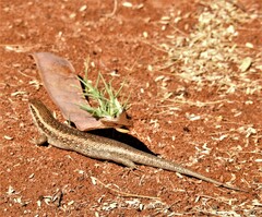 Trachylepis spilogaster