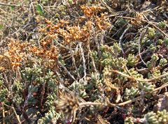 Sedum urvillei