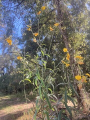 Crotalaria juncea