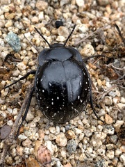 Gyriosomus