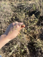 Gutierrezia microcephala