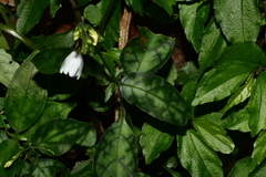 Codonacanthus pauciflorus