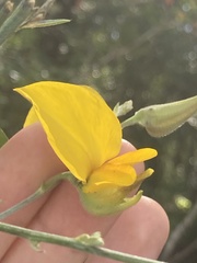Crotalaria juncea