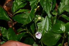Codonacanthus pauciflorus