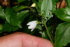 Codonacanthus pauciflorus