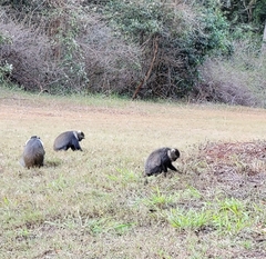 Cercopithecus mitis kolbi