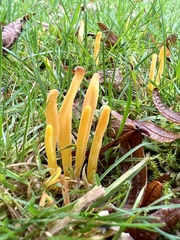 Clavulinopsis helvola