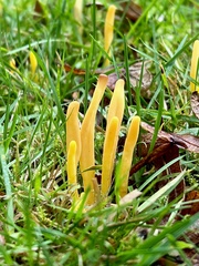 Clavulinopsis helvola