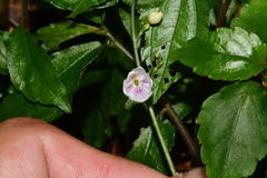 Codonacanthus pauciflorus