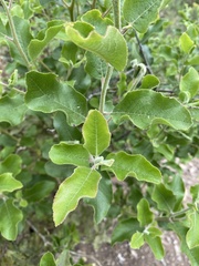Escallonia pulverulenta