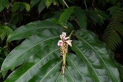 Alpinia kawakamii