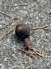 Monadenia infumata