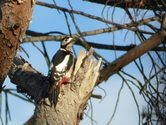 Dendrocopos major hispanus