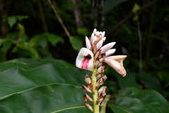 Alpinia kawakamii