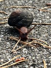 Monadenia infumata