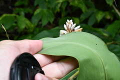 Alpinia kawakamii