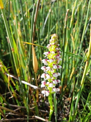 Disa obtusa