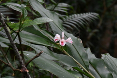 Alpinia kawakamii