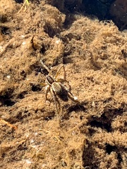 Diapontia