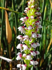 Disa obtusa