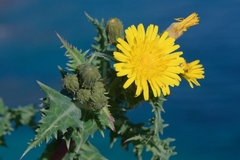 Sonchus asper glaucescens