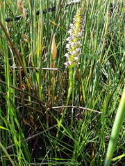 Disa obtusa