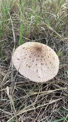 Macrolepiota