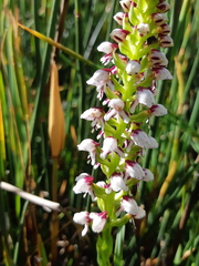 Disa obtusa