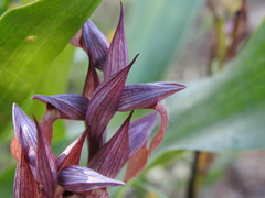 Serapias orientalis orientalis