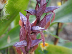 Serapias orientalis orientalis