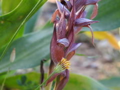 Serapias orientalis orientalis