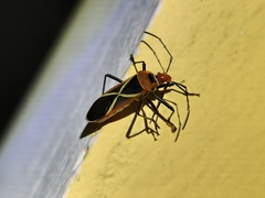 Dysdercus decussatus