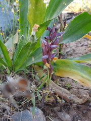 Serapias orientalis orientalis