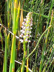 Disa obtusa
