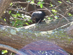 Onychognathus morio morio