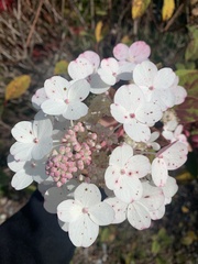 Hydrangea paniculata