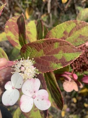 Hydrangea paniculata