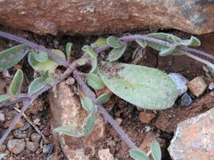 Anthyllis circinnata