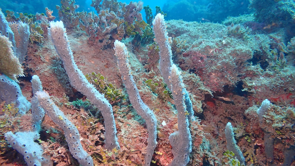 Lavender Rope Sponge