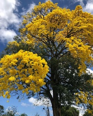 Handroanthus umbellatus