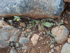 Anthyllis circinnata