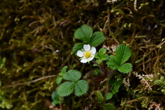 Fragaria hayatae
