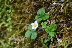Fragaria hayatae