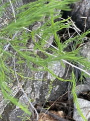 Asparagus aspergillus