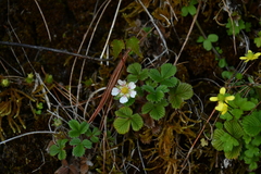 Fragaria hayatae