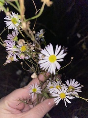 Erigeron annuus
