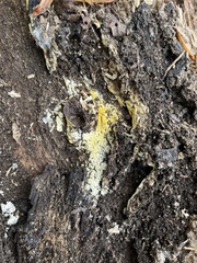 Trichoderma sulphureum
