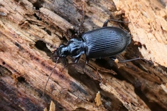 Limodromus assimilis