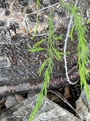 Asparagus aspergillus