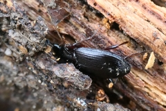 Limodromus assimilis